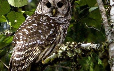 Owls, Mushrooms, and Music…Oh, My!